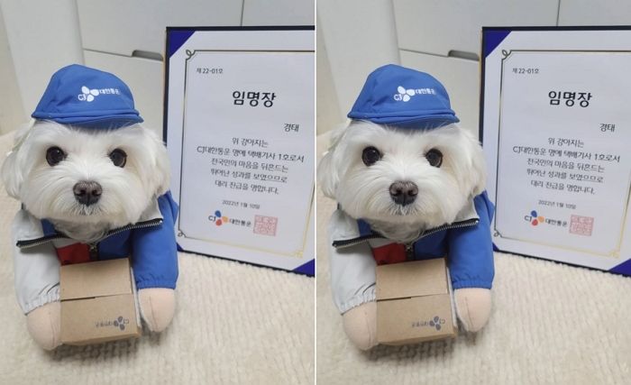 아빠 쫓아다니며 ‘열일’하더니 대리 진급하고 임명장 받은 ‘명예 택배견’ 경태