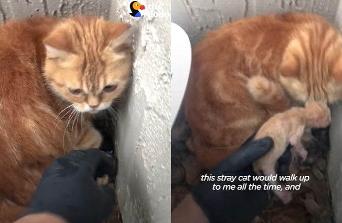 길에서 새끼 낳은 어미 고양이 유혹에 넘어간 여성이 마주한 ‘심쿵’ 장면 (영상)