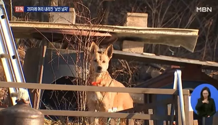 머리 120차례 내려쳐 죽게한 남성…바로 옆에서 목격한 강아지는 ‘트라우마’