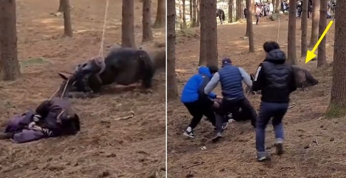 ‘태종 이방원’ 촬영 중 학대 당한 말...“촬영 일주일 뒤 죽었어요”