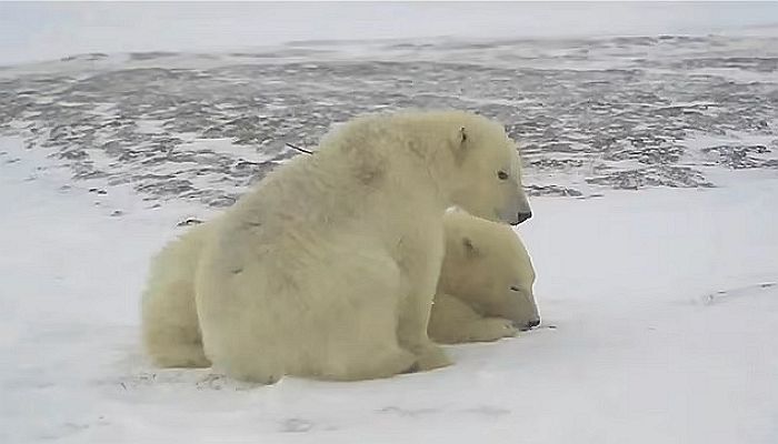 먹이 준 ‘은인’ 찾아 600㎞ 걸어와 고마움 표한 아기 북극곰 형제