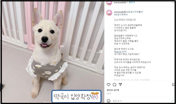 새해 첫날 꽁꽁 언 강 위에 버려졌던 강아지 ‘떡국이’ 새 가족 찾았다