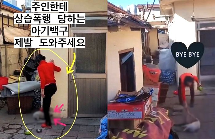 “대전에서 아기 백구가 할머니에게 ‘상습 폭행’ 당하고 있습니다”