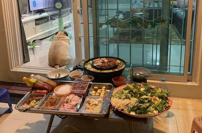 가족들이 자기 쏙 빼놓고 고기 먹을 때마다 등 돌리고 앉아 ‘핵삐친’ 티내는 댕댕이 (사진)