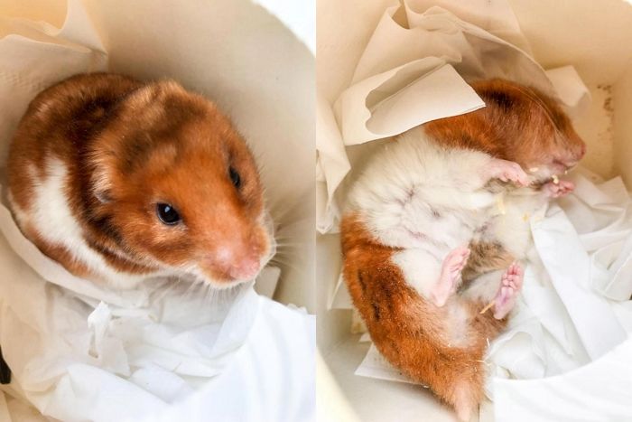 겨울철 ‘반려 햄스터’ 뻣뻣하게 굳어 안 움직일 때 죽은 줄 알고 바로 묻으면 안 되는 이유