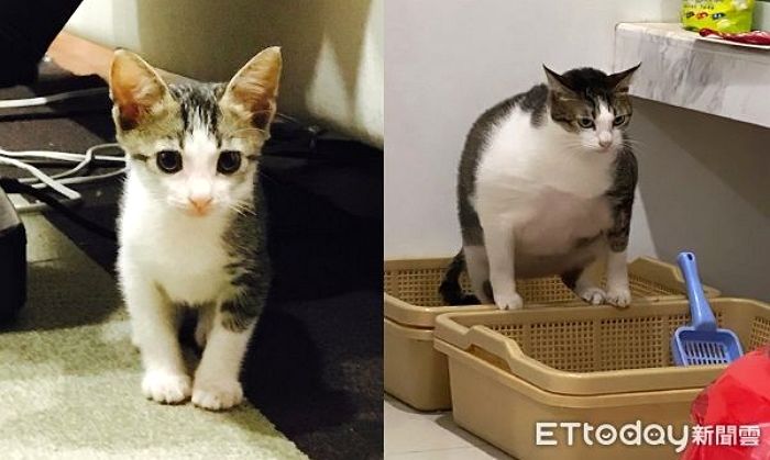버려진 아기 고양이 데려와 일년만에 8kg ‘돼냥이’ 만든 고양이 확대범