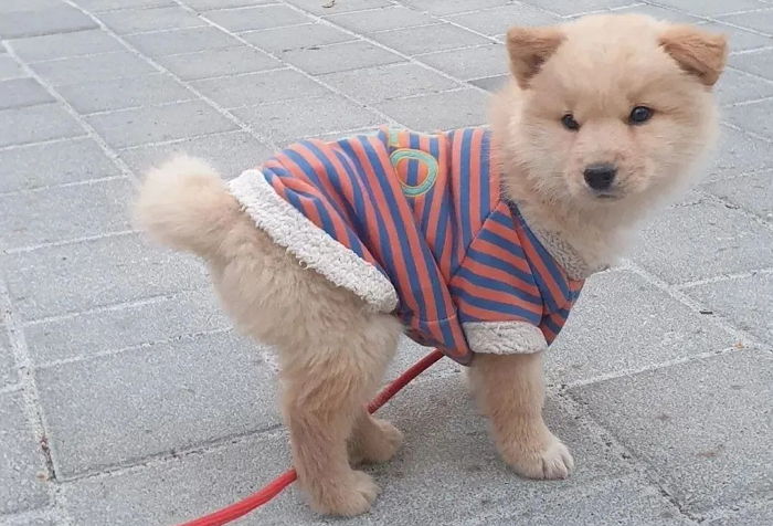 성남서 버려져 ‘임보’ 중인데 또 버려질까봐  산책만 나가면 자꾸 뒤돌아보는 강아지