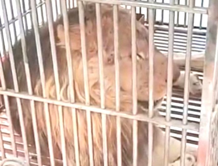 손님 모은다며 매장 한가운데에 ‘사자·곰’ 욱여넣어 전시한 중국 쇼핑몰