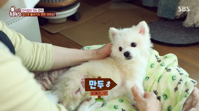 버려진 포메 구조해 살아있다 연락했더니 구청에 ‘사망신고’ 한 주인 (영상)