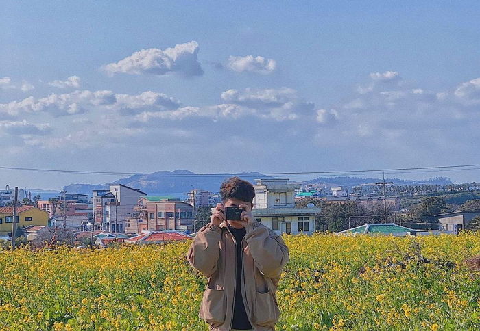 봄인 줄 알고 착각해 활짝 핀 유채꽃으로 뒤덮인 제주도 현 상황 (사진·영상)