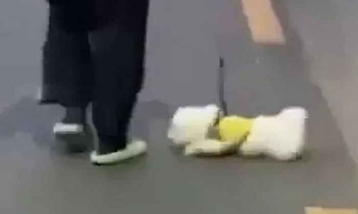 “강아지 목줄 잡고 공중에 빙빙 돌리고 손찌검한 서울 연신내 학대범을 찾습니다”