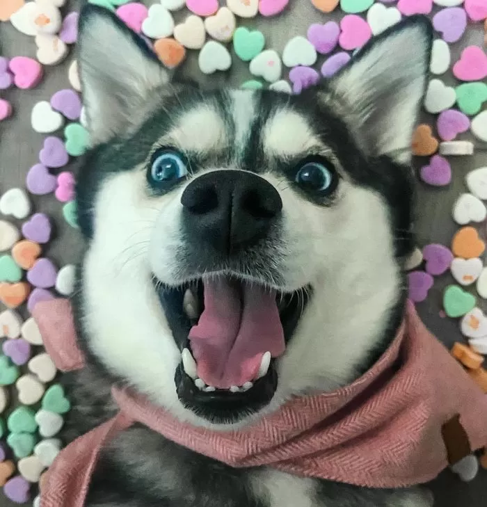 인사이트
