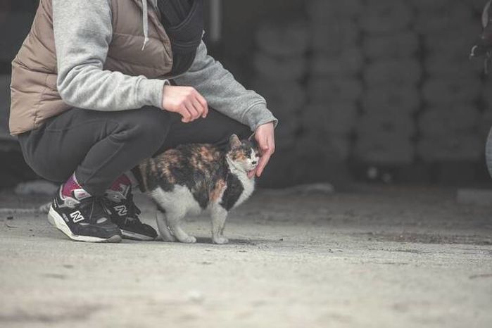 고양이 일상 올려 대박난 ‘117만 유튜버’ 하하하, 동물단체에 ‘2600만원’ 기부