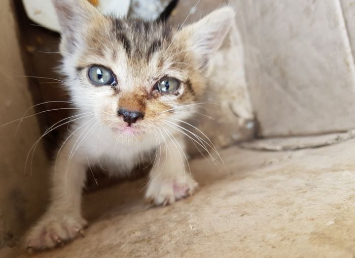 5년 전 서울역에 버려진 새끼 고양이 입양한 ‘집사’가 밝혀졌다