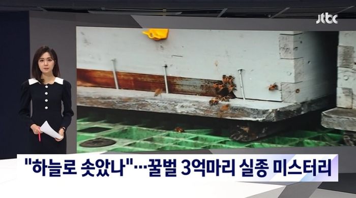 제주도에 사는 ‘꿀벌’ 3억 마리 ‘집단 실종’됐다