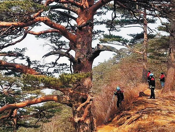 20kg 호스 메고 산 정상 올라가 밤새 ‘500년 대왕소나무’ 지킨 진화대원들