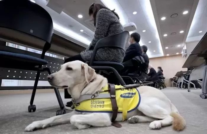 시각장애인 안내견도 아닌데 카페 들어가려고 가짜 안내견 옷 입히는 무개념 견주들