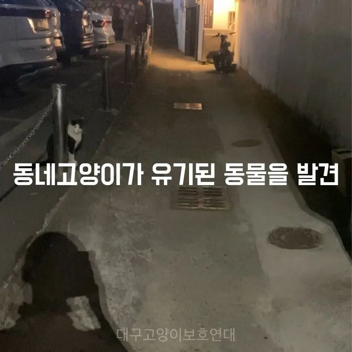 성대수술 당해 못 짖던 유기견 2마리 죽을 고비에서 구해준 길냥이들