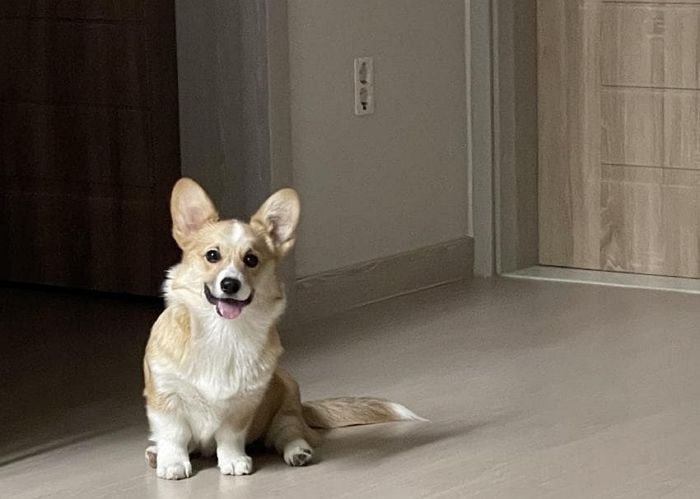 강아지가 ‘몽쉘’ 몰래 훔쳐먹고 응급실 실려가 병원비 49만원 깨진 주인이 올린 조언