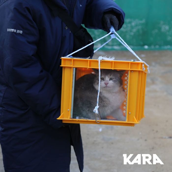 포항 폐양식장에 길고양이 수용소 만들고 ‘취미’라며 해부한 20대 남성