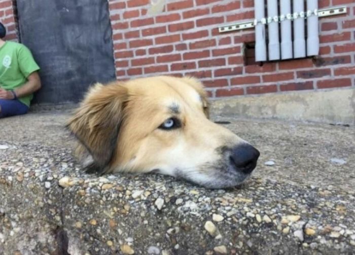 눈썰미 천재들도 ‘멘붕’ 오게 만든 몸통 없이 머리만 남은(?) 강아지 사진의 비밀