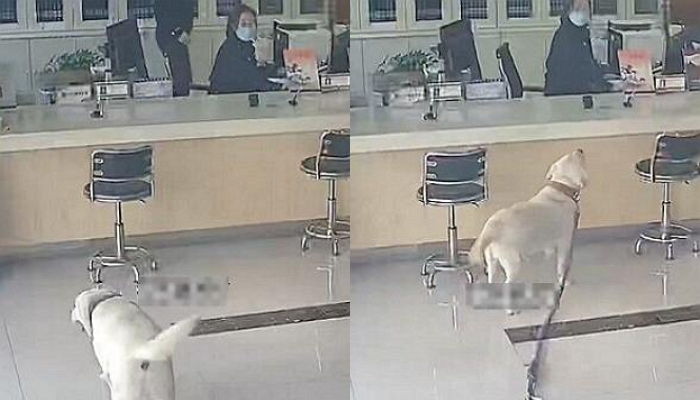 산책하다가 아빠 잃어버리자 혼자 경찰서 찾아간 ‘핵똑똑’ 골댕이