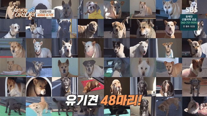 건설사 운영해 번 돈 15억씩 투자해 유기동물 110마리 돌보는 백현식 사장님 (영상)