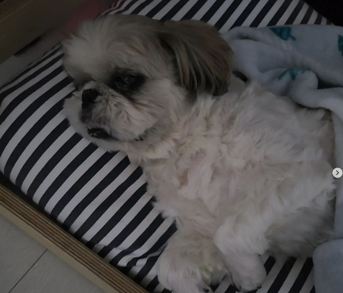 택배견 경태 수술비 마련하려 다시 ‘모금 계좌’ 열고 ‘기부’ 부탁한 경태아버지