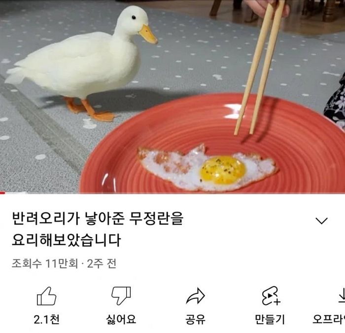 반려오리가 낳은 무정란 프라이해 오리가 보는 앞에서 먹는 영상 올린 유튜버