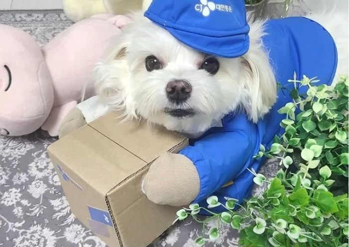 ‘치료비·후원금’ 횡령 의혹 터지자 잠적한 ‘경태아부지’, 경찰 입건