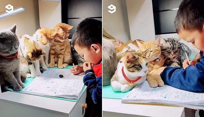 숙제 끝나면 놀아주기로 한 ‘꼬마 집사’ 딴 짓 못하게 감시하는(?) 냥냥이들 (영상)