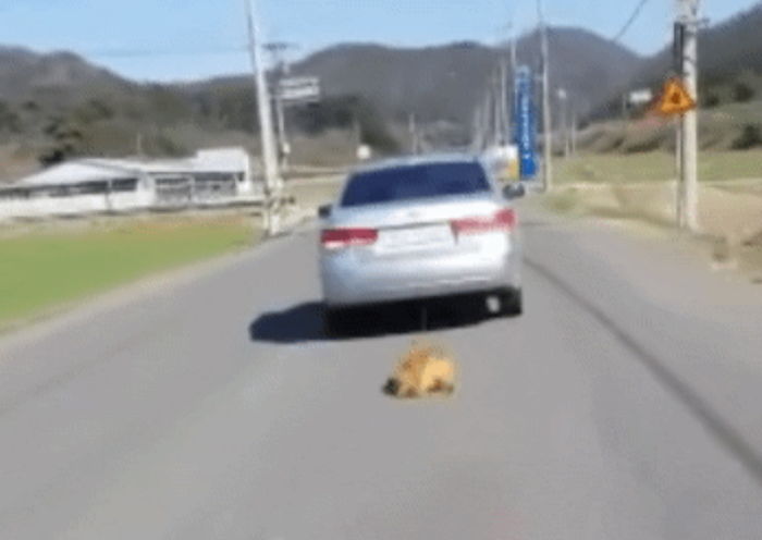 전남서 강아지 자동차에 줄로 매달고 달리는 운전자