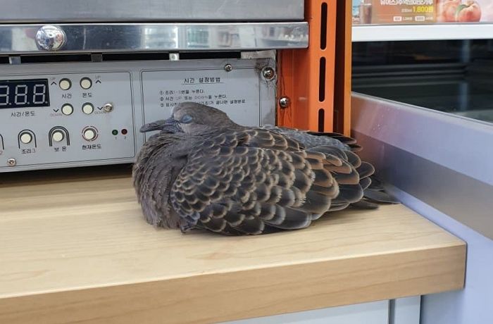 비둘기 구조해 놓고 책임 못 지니까 편의점에 놓고 튄 ‘동물 구조대 빌런’