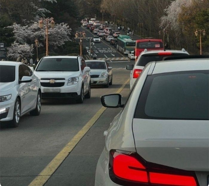 ‘벚꽃’ 구경 온 외부인들 때문에 캠퍼스 엉망 됐다 호소하는 경희대생들
