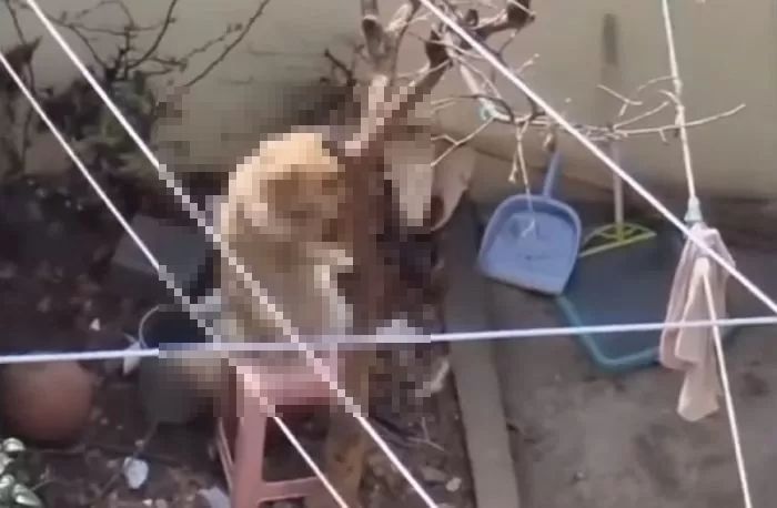 주인이 나무에 목줄 채워 벌 세우자 간신히 의자 위에 올라가 버티고 있는 전라도 순천의 리트리버