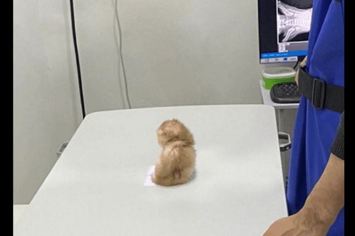 꽃구경 가는 줄 알고 집사 따라 나왔다가 병원서 엑스레이 찍자 핵당황한 아깽이