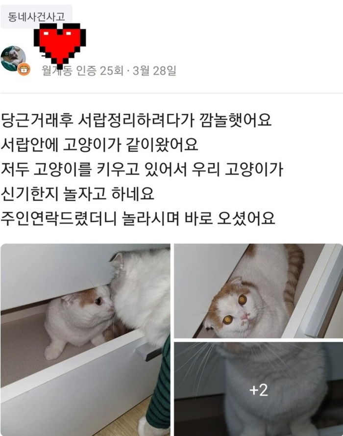 “당근마켓서 장롱 샀는데 고양이가 들어있어요”
