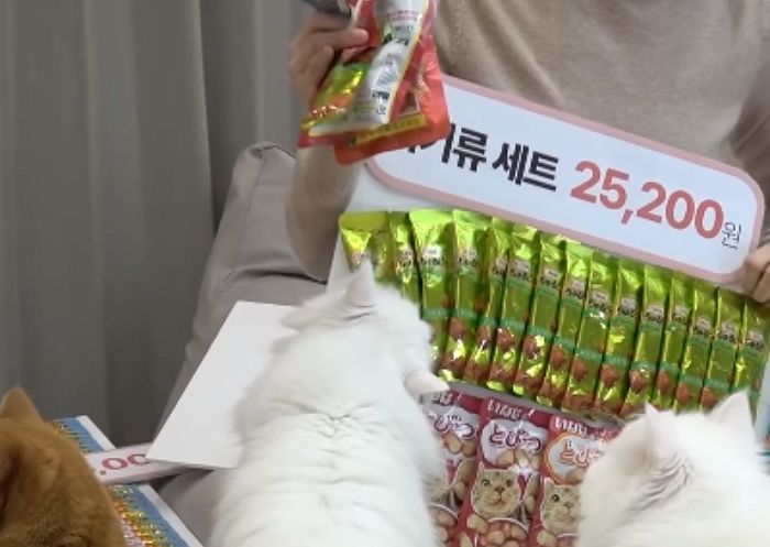 쇼호스트로 고양이 썼다가 대참사 발생한 ‘츄르’ 홈쇼핑 (영상)