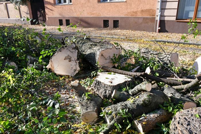 성남 분당구, 30년 이상 자라왔던 메타세콰이어 70여 그루 ‘싹둑’ 잘랐다