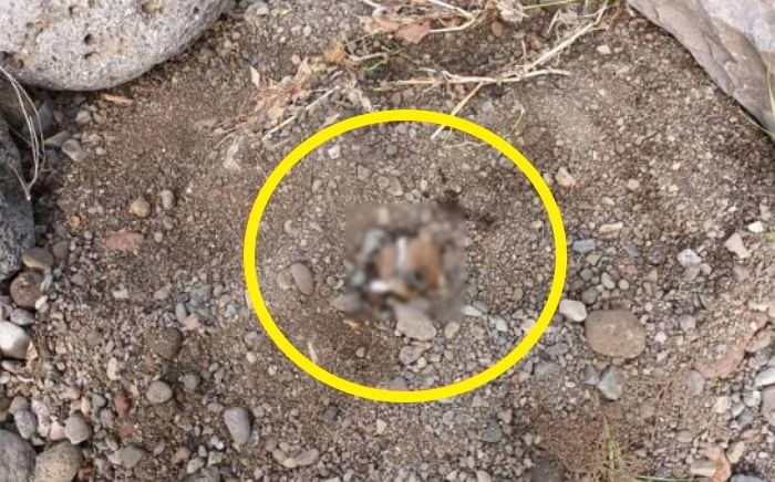 “입·코 내놓고 땅속에 생매장”...제주도서 또 유기견 학대 사건 발생