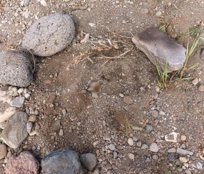 코만 남긴 채 땅 속에 푸들 ‘생매장’한 용의자 2명 자수