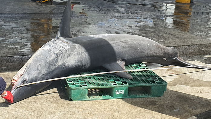 오늘(26일) 동해 바다에서 ‘식인상어’인 청상아리 출몰