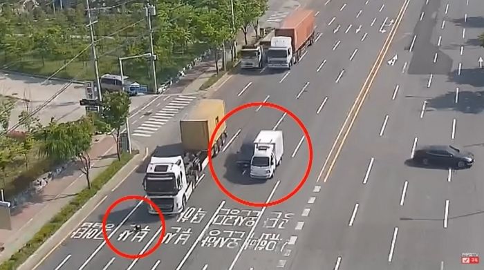 길 건너편 주인 발견하고 10차선 도로 ‘무단횡단’ 한 강아지 때문에 아수라장 된 도로 (영상)