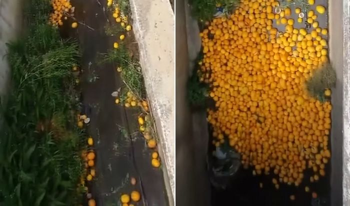 상품성 없는 참외 수천 개 통째로 낙동강에 버리는 농민들 (영상)