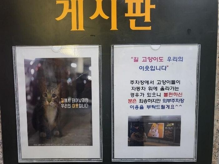 “길고양이 불편하면 외부 주차장 이용해”... 선 넘은 아파트 공지 올렸다가 박제된 캣맘