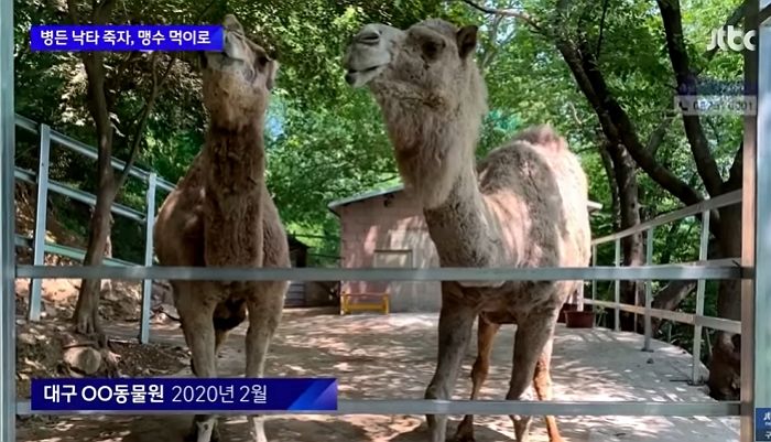 아픈 낙타 방치하다 죽자 사체 토막내 맹수 밥으로 주라고 한 대구의 한 동물원