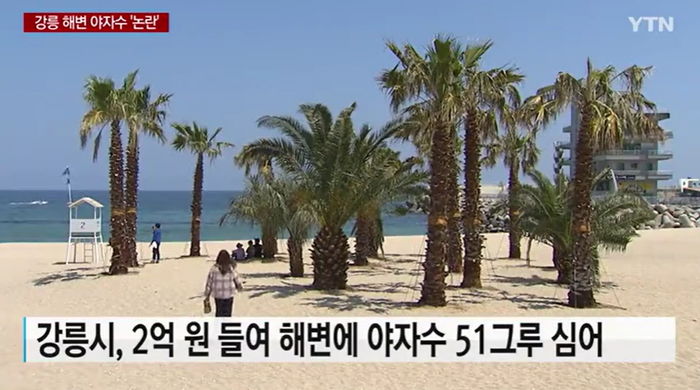 강릉 해변에 세금 2억 들여 열대 야자수 심은 강릉시 공무원들