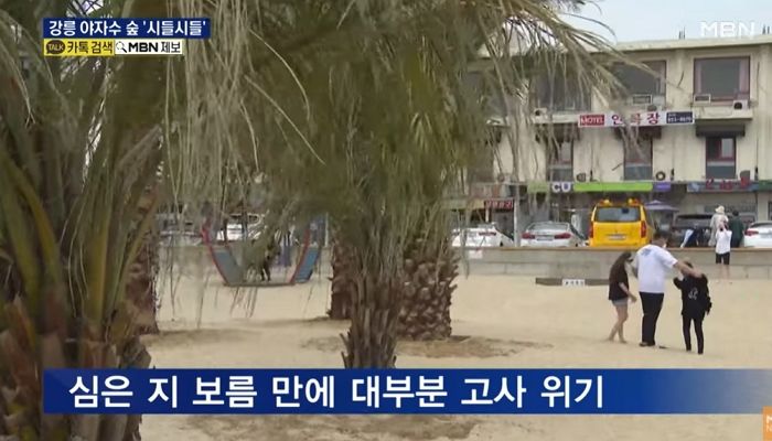 세금 2억 들여 강릉 해변에 심은 ‘야자수’의 현재 상태 (영상)
