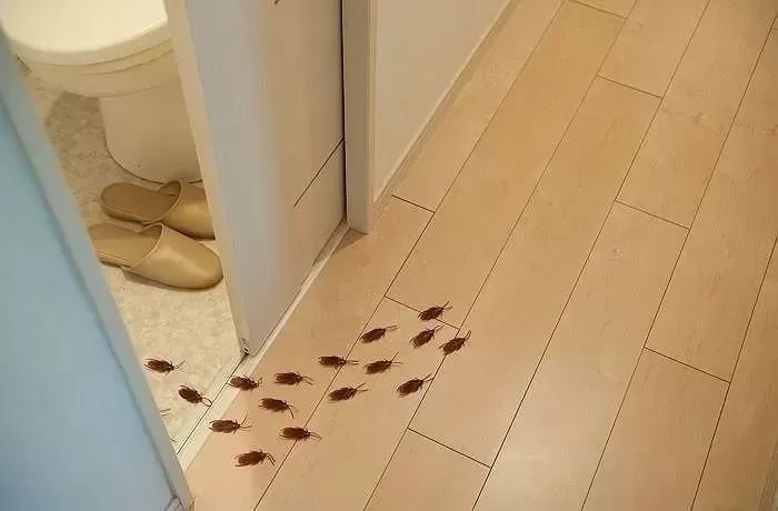 애완 도마뱀 먹이로 줄 ‘바퀴벌레’ 기숙사 방에 풀어놓고 키우겠다는 대학생