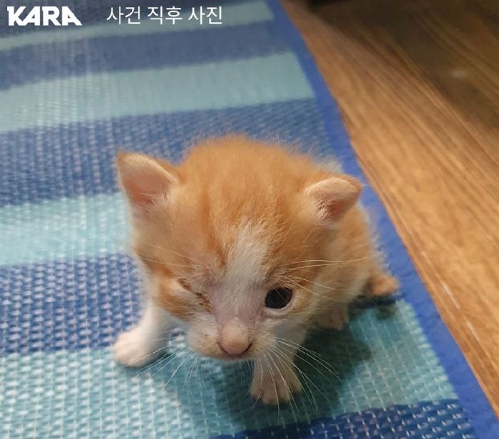 ‘생후 2주’ 새끼 길고양이들 사는 쉼터 통째 집어던진 남성, 벌금 300만원 선고